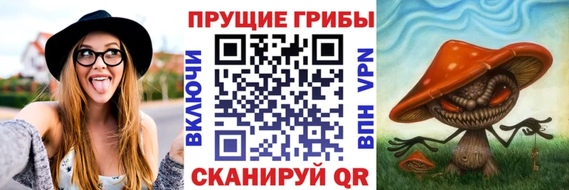 Купить  Саранск  Галлюциногенные грибы Cubensis 